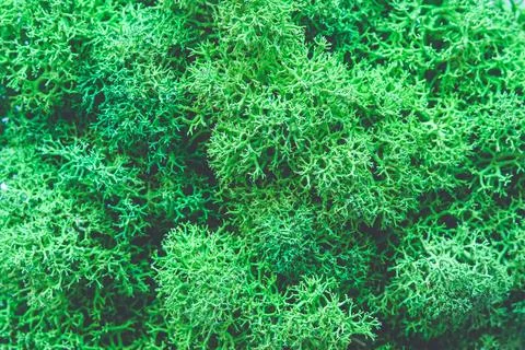 Close up on raindeer moss Stock Photos