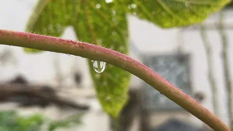 Close Up of Raindrop Dripping from Branch Stock Footage 315206204