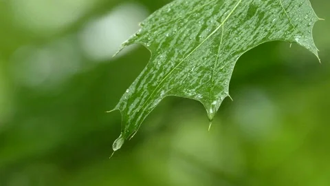 Close-up of a raindrop falling from a fresh oak leaf Video stock 132755321