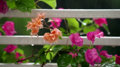 Close up Raindrop hit pink  and orange bougainvillea in garden. 库存影片 161473323