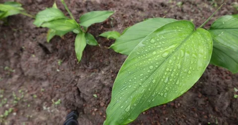 Close-up of a raindrop on lush green turmeric leaves. Vídeo Stock 343208166