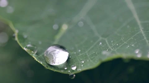 Close-Up Raindrop Rolling Off Nasturtium Leaf Stock Footage 241536519