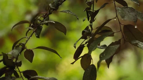 Close-up of raindrop slate ripples Stock Footage 257530332