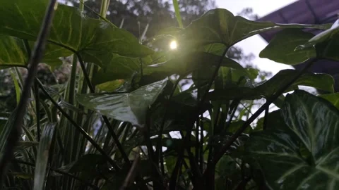 A close up raindrop at taro leaf Video stock 219785917