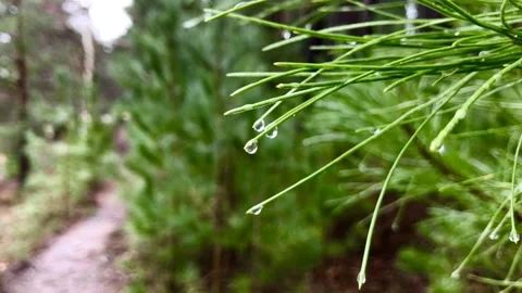 Close up Raindrops and trees Stock Footage 147497363