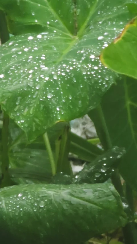 Close Up of Raindrops on Elephant Ear Leaf in Tropical Garden Видео 332469586
