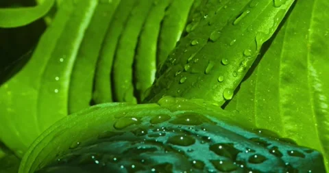 Close-up of raindrops fall on a large leaf breaking into small drops Stock Footage 221268969