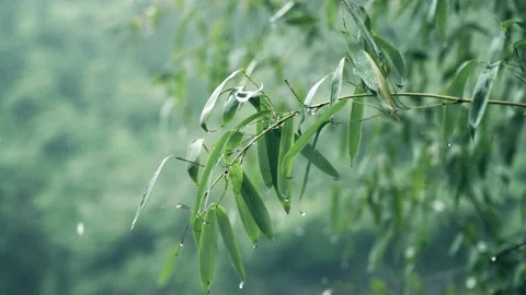 Close-Up of Raindrops Falling and Collecting on Fresh Bamboo Leaves 库存影片 333041367