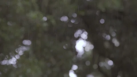 Close up of raindrops falling with a blurred forest background. Static shot. 스톡 동영상 248330526