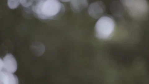 Close up of raindrops falling with a blurred forest background Vídeos de archivo 248330527