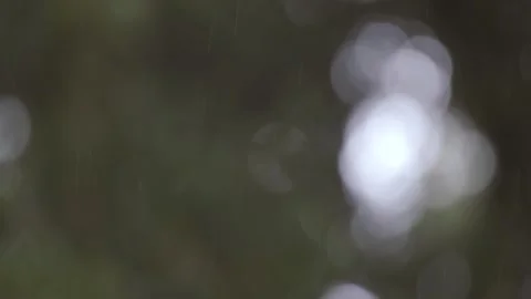 Close up of raindrops falling with a blurred forest background. Static shot 스톡 동영상 248330542