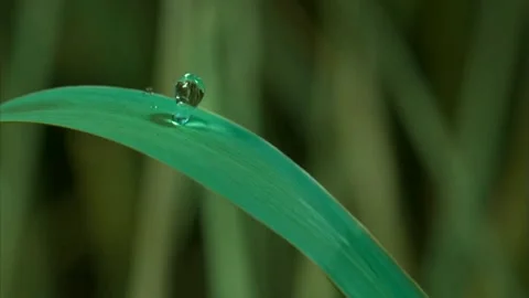 Close-up of raindrops falling on flower Stock Footage 148064508