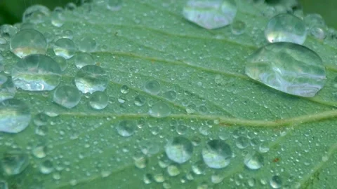 Close-up, raindrops falling on a green leaf. Streams of water flow down the Stock Footage 136484438