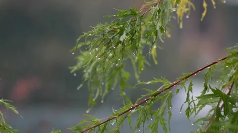 Close up raindrops falling on green leaves. Video stock 168901818