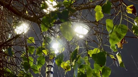 Close-up of raindrops falling from green leaves at night with bokeh street 库存影片 332739697