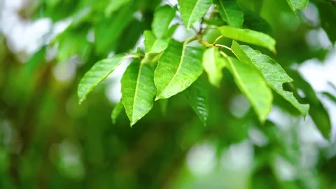 Close up of raindrops falling from green leaves during a light rain shower Stock Footage 341962586