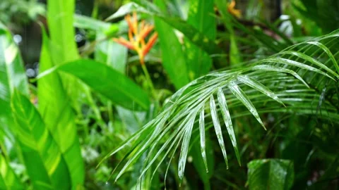 Close-Up of Raindrops Falling on Green Palm Leaf with Heliconia Bokeh 스톡 동영상 343800936