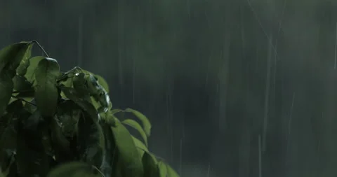 Close Up of Raindrops Falling on Leaves Video stock 151149764