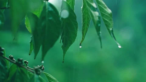 Close-up of raindrops falling on leaves Stock Footage 234053623