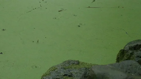 Close-up of raindrops falling into a pond full of small green leaves, in China Stock Footage 231795632