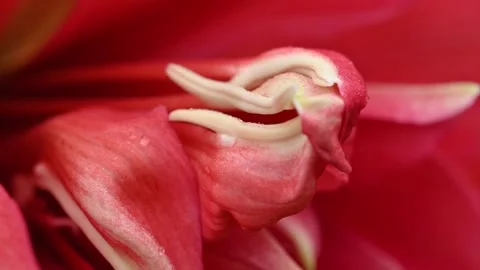 Close-up of raindrops falling on the stamens. Stock Footage 282230630