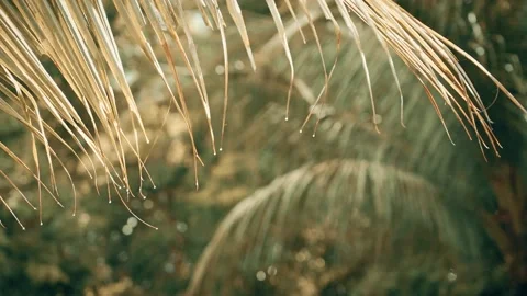 Close up of raindrops flowing down from palm leaves on a sunny summer morning. Stock Footage 136367081