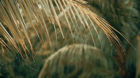 Close up of raindrops flowing down from palm leaves on a sunny morning. Stock Footage 136367329