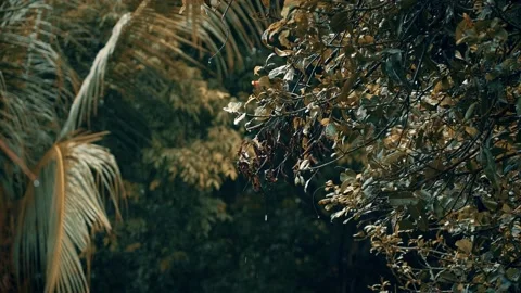 Close up of raindrops flowing down from palm leaves on a sunny summer morning. Stock Footage 136367402
