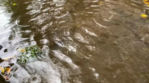 Close-up of raindrops Stock Footage 320521809