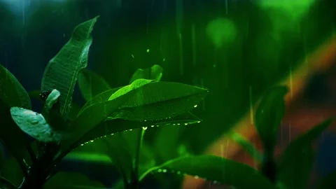 Close-up of raindrops in the forest water droplets attached to the leaves Stock Footage 221402511