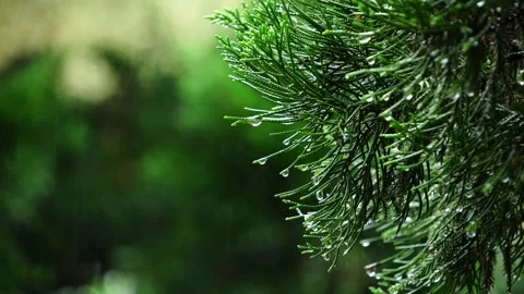 Close-Up of Raindrops Hanging on Green Pine Needle Branches 스톡 동영상 343934140