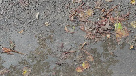 Close up of raindrops hitting a puddle on an asphalt pavement, surrounded Stock Footage 345600693