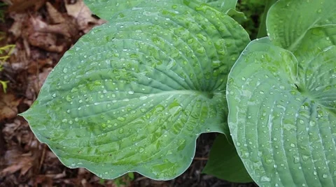 Close up of raindrops on Hosta plants in a garden Stock Footage 63997054