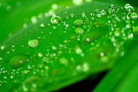 Close up raindrops on leaf Stock Photos