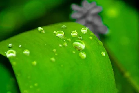 Close up raindrops on leaf.  Stock Photos