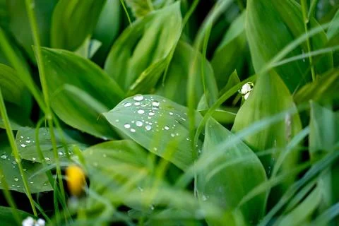Close-up of raindrops on leaves 写真素材