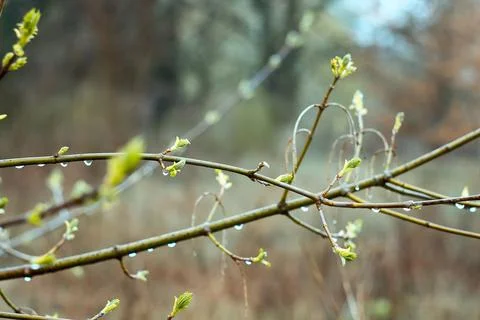 Close up raindrops on maple twigs concept photo Stock Photos