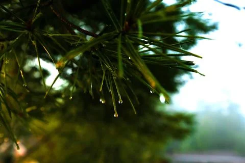 Close-up of raindrops on pine needles Stock Photos