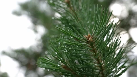 Close-up of raindrops on pine tree needles Stock Footage 338382369