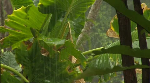 Close Up Of Raindrops In Rainforest Stockbeeldmateriaal 12468661