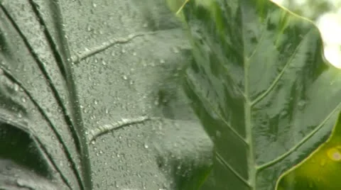 Close Up Of Raindrops In Rainforest Stock Footage 12468686