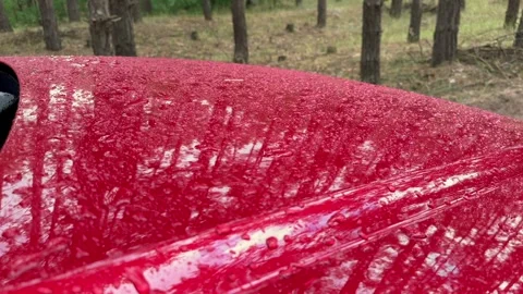 Close-up of raindrops on red car hood in rainy pine forest Stock Footage 295368775