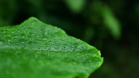 Close-up of raindrops resting on vibrant green leaf in tropical environment Stock-Footage 337166349