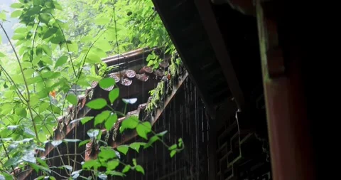 Close-up of raindrops sliding down the roof tiles of an ancient building. Stock Footage 335921189