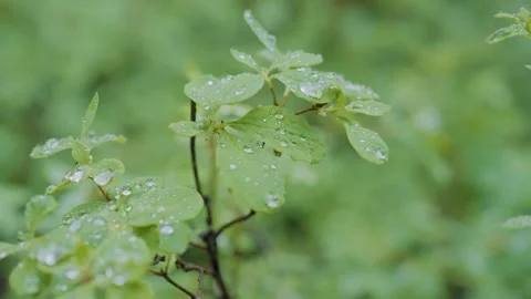 Close up of raindrops on small green leaves Stockbeeldmateriaal 268154438