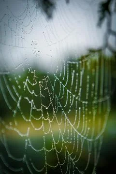 Close-up of raindrops on spiderweb Stock Photos