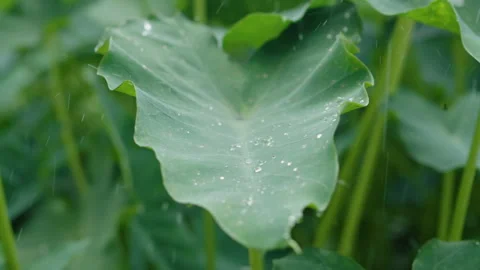 Close-Up of Raindrops Splashing and Bouncing on Wet Green Taro Leaf Blade Stock Footage 347268753