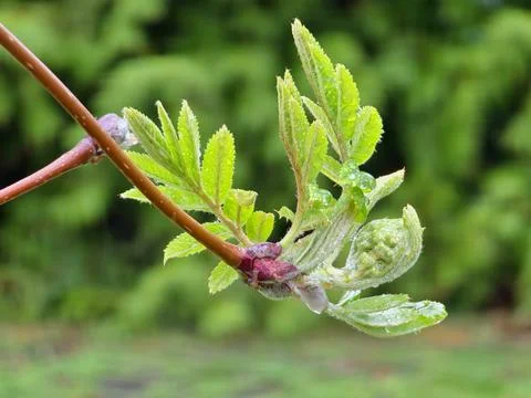 Close-up of raindrops on sprouting rowan buds. Mountain ash young leaves in e Stock Photos