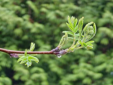 Close-up of raindrops on sprouting rowan buds. Mountain ash young leaves in e Stock Photos