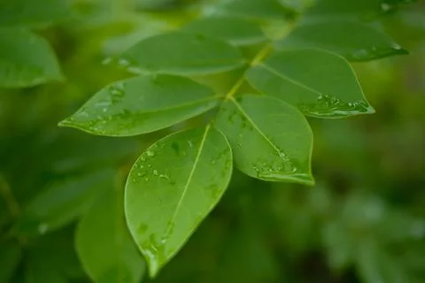 Close up of raindrops on the surface wild plants of Gamal Stock-Fotos